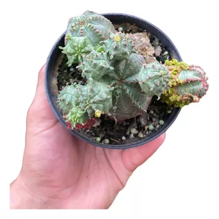 Cacto Euphorbia Obesa Globosa Pote 11 Planta De Sol