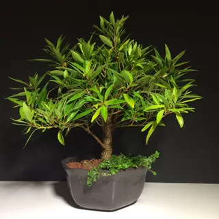 Arteenbonsai Ficus Coprosma Duranta Muerdago Arbol Suerte