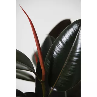Planta Gomero Negro/ Rojo / Árbol De La Goma/ficus Elastica