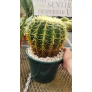 Cactus Echinocactus Grusonii Maceta 24 Gigante Foto Real