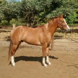 Caballos Cuarto Milla - Caballos y Yeguas en Mercado Libre México Caballos Cuarto Milla - Caballos y Yeguas en Mercado Libre México