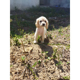 Cachorrita Raza Coockapoo