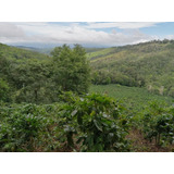 Venta De Finca Cafetalera En Chiriquí 20-5388