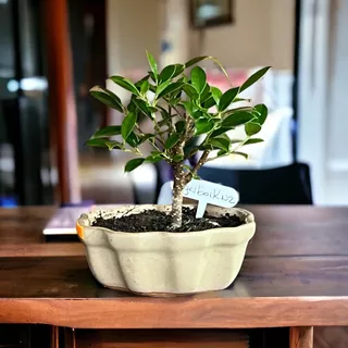 Bonsai Planta Ficus Tigerbark 8 Años Maceta Esmaltada N2