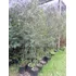 Acacia Negra.
