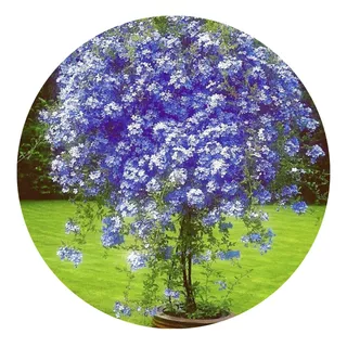 Muda De Bela Emília Azul Flor De Buquê Florindo Para Jardim