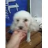 Guau Guau: Cursos De Peluquería Canina 12 Clases
