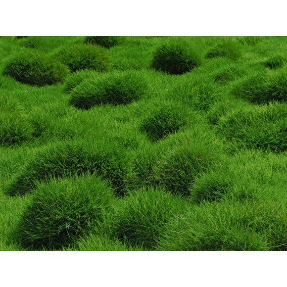 5 Kg De Semillas De Pasto Zoysia Grass Mejorado