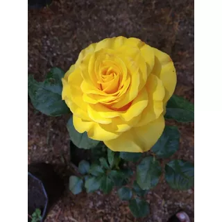 Rosas De Injertos 