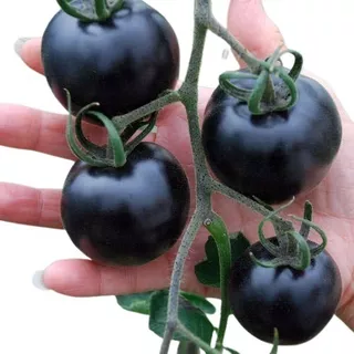 100 Sementes De Tomate Cereja Preto