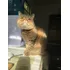 Gato Persa Exótico Para Monta
