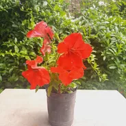 Petunia De Color Rojo