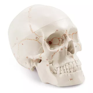 Cráneo Humano 1/1 Modelo Anatómico, Numerado 