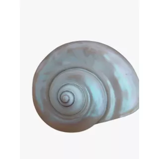 Caracol Nácar. Original Importado