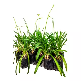 Promo Pack 5 Agapanthus Africanus Flor Azul - M 3 Litros