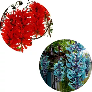 Kit 2 Mudas De Jade 1 Vermelha + 1 Azul Exótica Para Florir