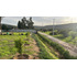 Se Vende Parcela 5.000 Mt2 En Limache  (120865)