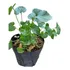 Centella Asiática Planta (gotu Kola)