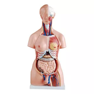 Torso De 85 Cm, Bissexual, Com Coluna Exposta, Em 24 Partes