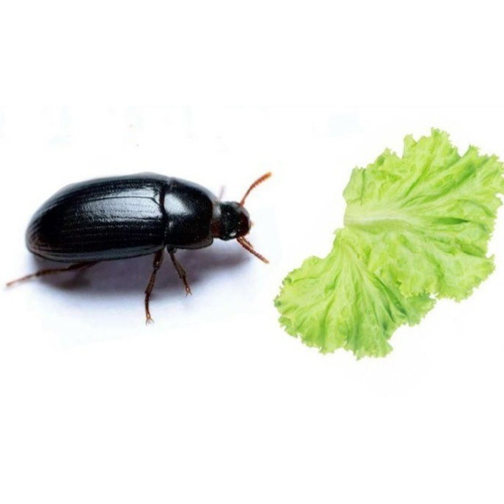 Gorgojo Chino,cucarron,escarabajo De Mani
