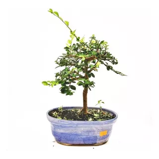 Bonsai Planta Olmo Chino 10 Años 28cm Maceta Esmaltada N3