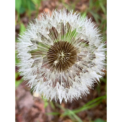 Diente De León (taraxacum Officinale) 60 Semillas