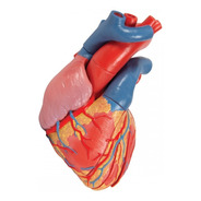 Modelo Anatómico Corazón Humano