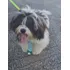 Cachorro Shih Tzu + Lhasa Apso. Macho 