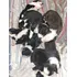 Borden Collie
