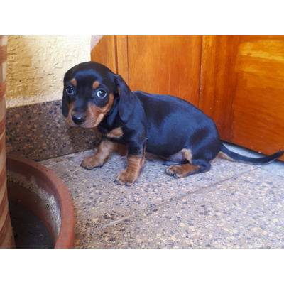 Cachorros Teckel Miniaturas