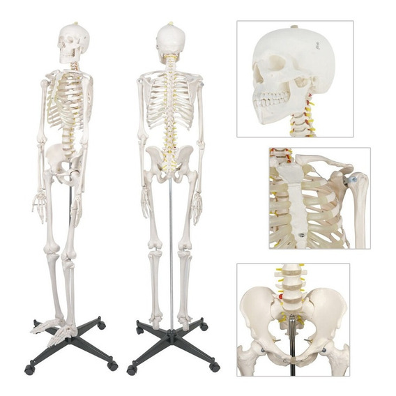 Modelo Medico Esqueleto Humano Tamaño Real 1.80 M