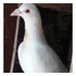 Palomas Blancas. No De Comprar Solo Para Preguntar 