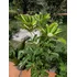 Planta Schiflera Lisa Grande 1,60 Mts. Aprox