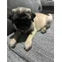 Vendo Raça Pug