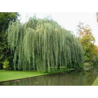 Muda Salgueiro Chorão - Salix Babylonica