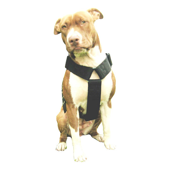 Pretal Pit Bull Collar Halti Correa Arnes Pechera Perro  Bh