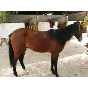 Caballo Cuarto Milla Carril en Mercado Libre México Caballo Cuarto Milla Carril en Mercado Libre México