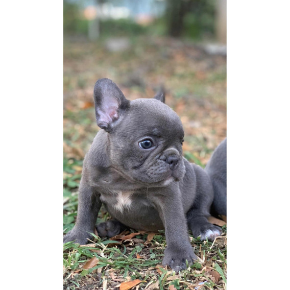 Bulldog Francés Blue Gris Medellin Cali Cartagena Bogota