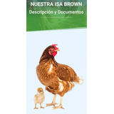 Gallinas Ponedoras Oferta