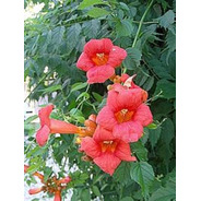 Mudas De Trombeta Chinesa - Campsis Grandiflora 
