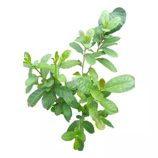 Planta De Yerba Mate - Ilex Paraguariensis Sin Agroquimicos