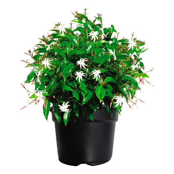 Planta Jazmín Estrella Hélice - Ideal Jardines - Envíos