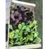 Huerta Orgánica Cajón 28 Plantines De Estación Ó Aromáticas
