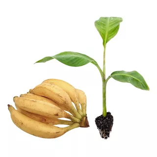 15 Mudas De Banana Da Terra Maranhão, Anã E Terrinha