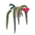 Planta Cactus Cola De Mono