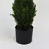 Planta Artificial Pino Con Maceta 0,9 Mts Decoracion Mli Color Verde