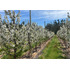 Venta De Campo Agrícola En Lolol Id 85.519-cam