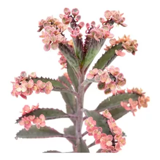 Suculenta Kalanchoe Pink Butterfly 