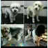 Peluquería Canina A Domicilio Consultar Zonas  