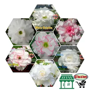 5 Sementes Rosa Deserto Branca - Adenium Obesum Flor Branca